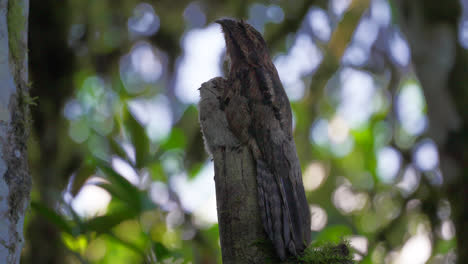 low pan across bird and its baby resting in the cloud forest of mindo, ecuador on branch with blurred bokeh backdrop