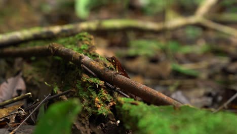 Eine-Kleine-Eidechse-In-Freier-Wildbahn