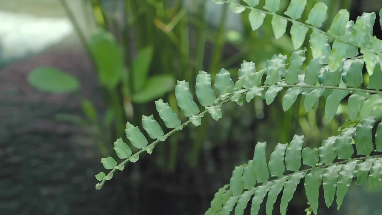Close-up of fern leaves