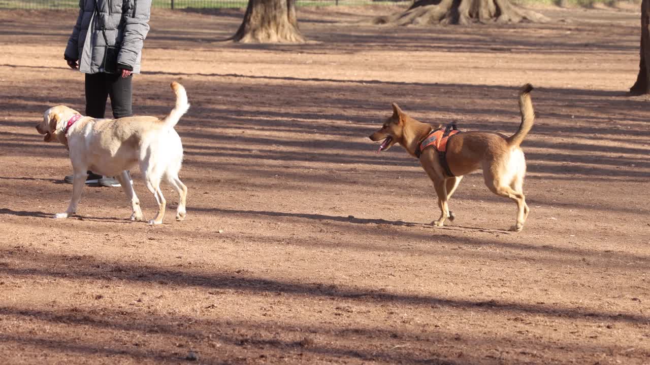 los perros juegan y socializan al aire libre.