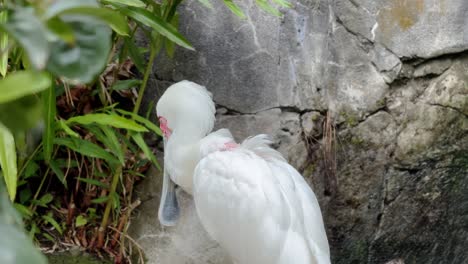 close-up of white spoonbill preening feathers in tropical habitat