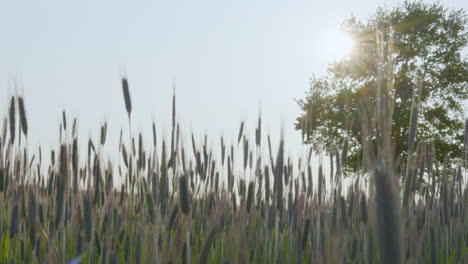 Barley-Wheat-Field-Gently-Swaying-With-Tree-In-Background-And-Sun-Shining-Through