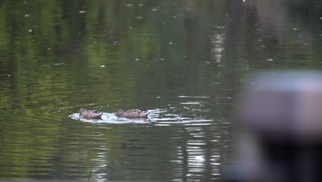 Zwei-östliche-Fleckschnabelenten-Schöpfen-Nahrung-Und-Schwimmen-Im-Kreis-In-Einem-Teich-Im-Shinjuku-Gyoen-Nationalpark,-Tokio,-Japan---Rack-Fokus