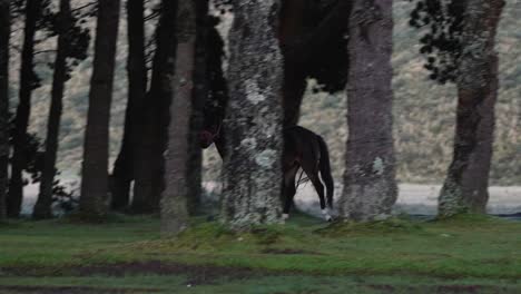 beautiful horse galloping through a pine forest