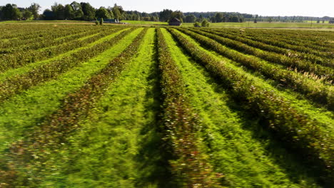 aronias (chokeberry) field, plantation, farmland in latvia. low aerial pan.