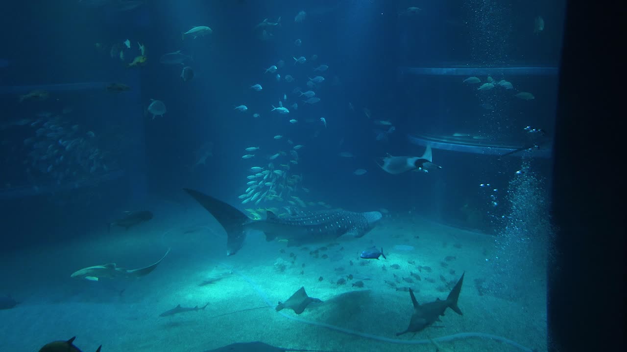 un gigante suave se desliza por el agua entre los peces