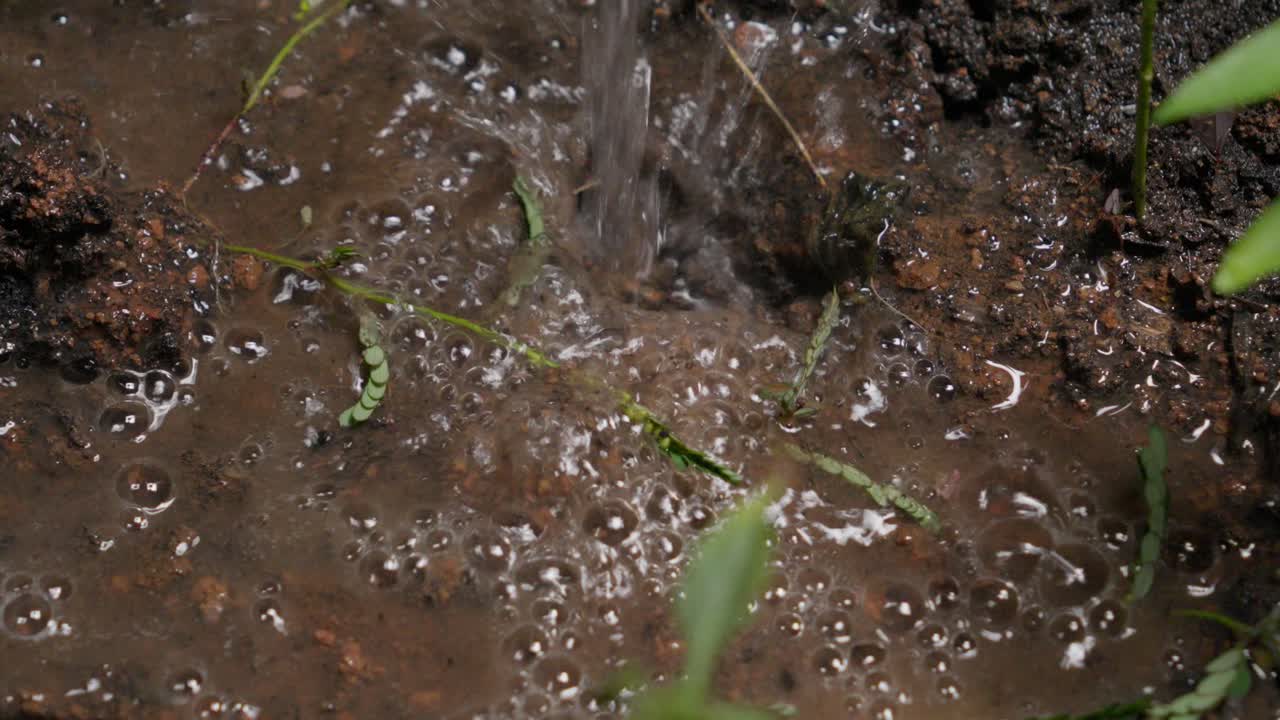 Watering a Seedling in the Garden