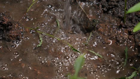 watering a seedling in the garden