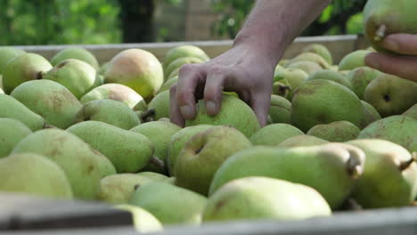 a bunch of green pear in the wooden crate at the farm