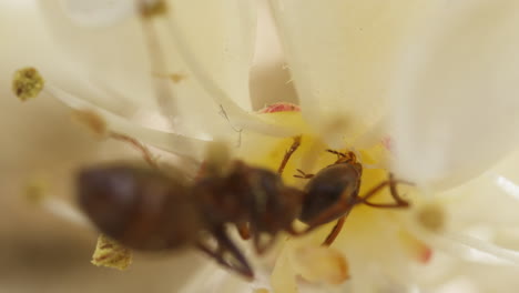 formica ant eating nectar on photinia × fraseri, red tip photinia, flower macro closeup