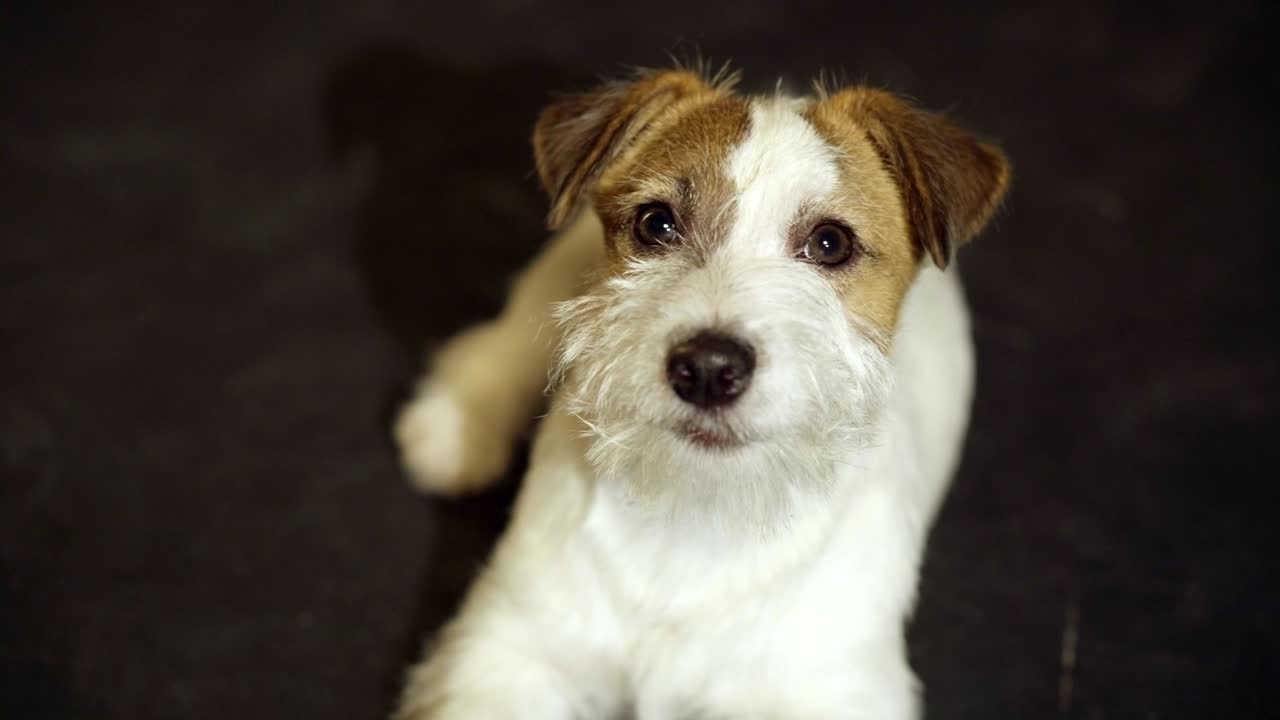 el cachorro jack russell terrier está tendido sobre el estómago, en primer plano