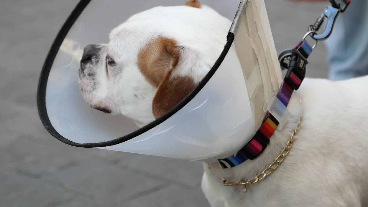 Dog with E-collar