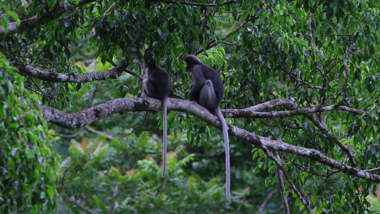 dos descansando en la rama con la cola hacia abajo, uno a la izquierda se rasca la mano, mono de hoja oscura trachypithecus obscurus, tailandia