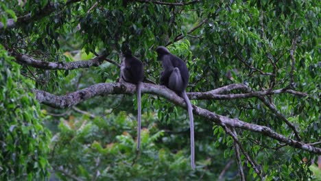 Two-resting-on-the-branch-with-their-tails-down,-one-on-the-left-scratches-its-hand,-Dusky-Leaf-Monkey-Trachypithecus-obscurus,-Thailand