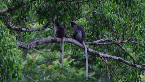 two resting on the branch with their tails down, one on the left scratches its hand, dusky leaf monkey trachypithecus obscurus, thailand