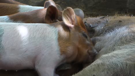 baby pigs suckle at the mother's breast on the farm 1