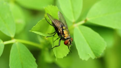 Statische-Makroaufnahme-Einer-Fliege-Auf-Einem-Blatt