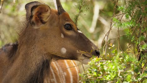 closeup of male nyala antelope feeding on nearby foliage