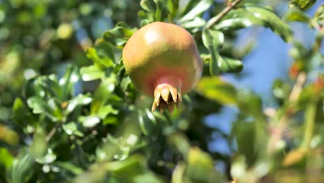 frutas frescas de granada en la rama del árbol de granada