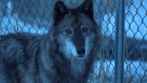 closeup of a wolf near a fence