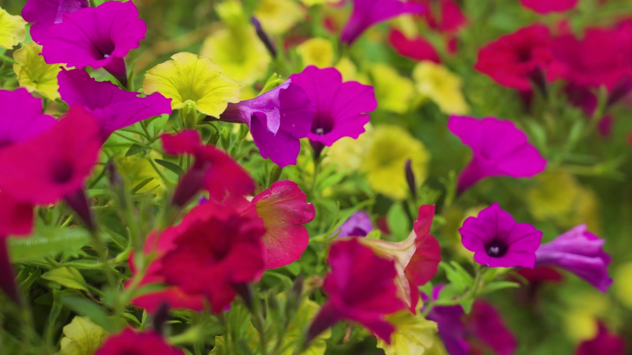 Mostra i grappoli di fiori prima viola e poi rossi