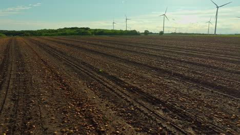 after harvest fields of pumpkin plantation with wind turbines in the background