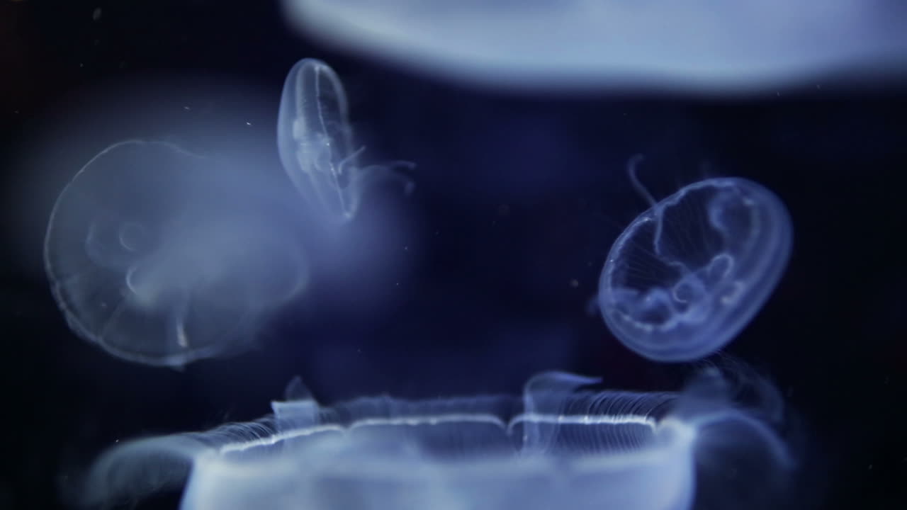 발렌시아 수족관 19