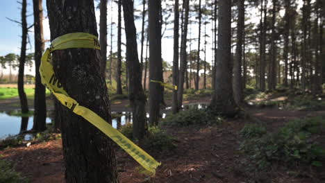 yellow caution tape wrapped around trees in park