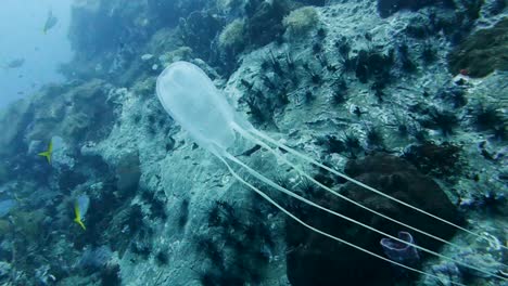 小水母在深海的岩石旁边快速游泳 海洋的顶峰