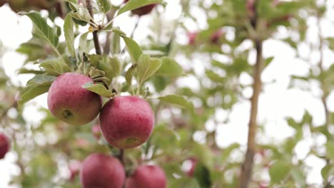 close up of red apples on a tree in an orchard 1080p 60fps