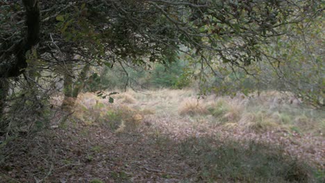 Overhanging-oak-tree-branches-in-woods