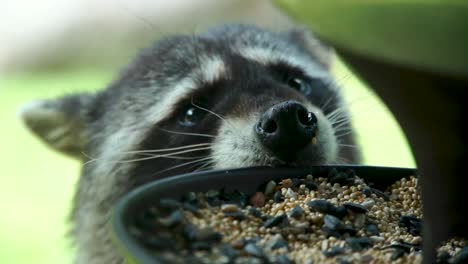 un lindo mapache festejando con semillas de aves de cerca