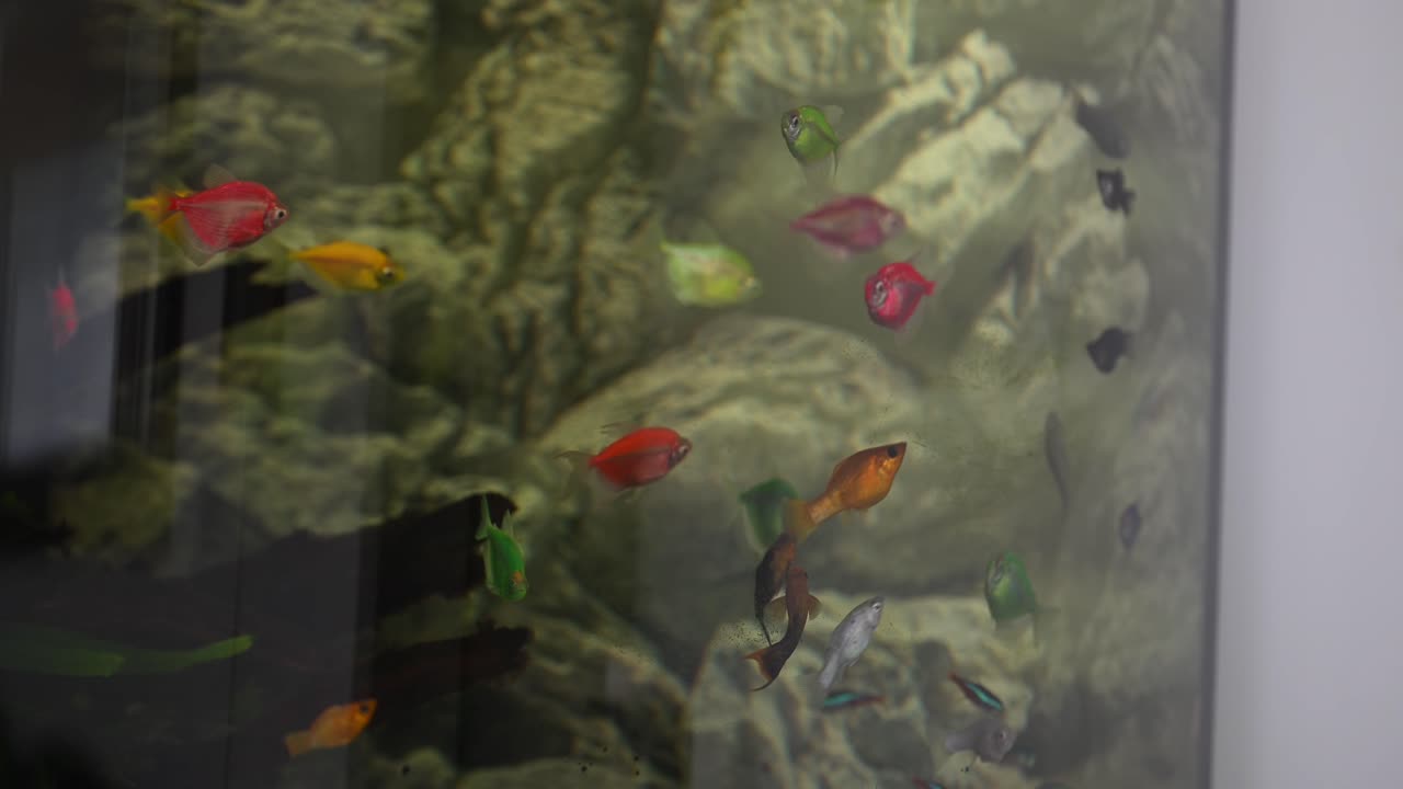 Vibrant fish gracefully swimming inside the aquarium