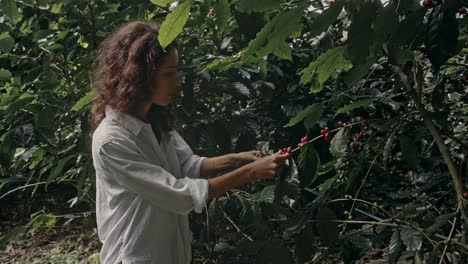 woman harvesting coffee beans