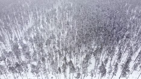Winterwunderland-Von-Oben:-Drohnenvideo-Von-Verschneiten-Kiefern-An-Einem-Nebligen-Tag