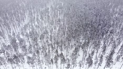 País-De-Las-Maravillas-De-Invierno-Desde-Arriba:-Video-De-Drones-De-Pinos-Nevados-En-Un-Día-De-Niebla