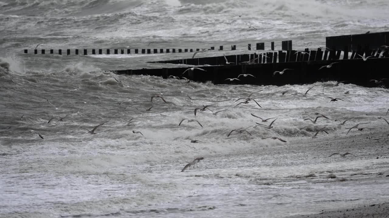 Stormy Sea with Gulls
