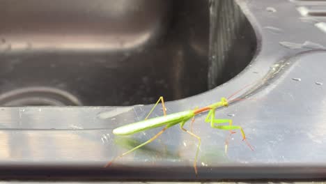 green grasshopper crawling along a chrome kitchen sink