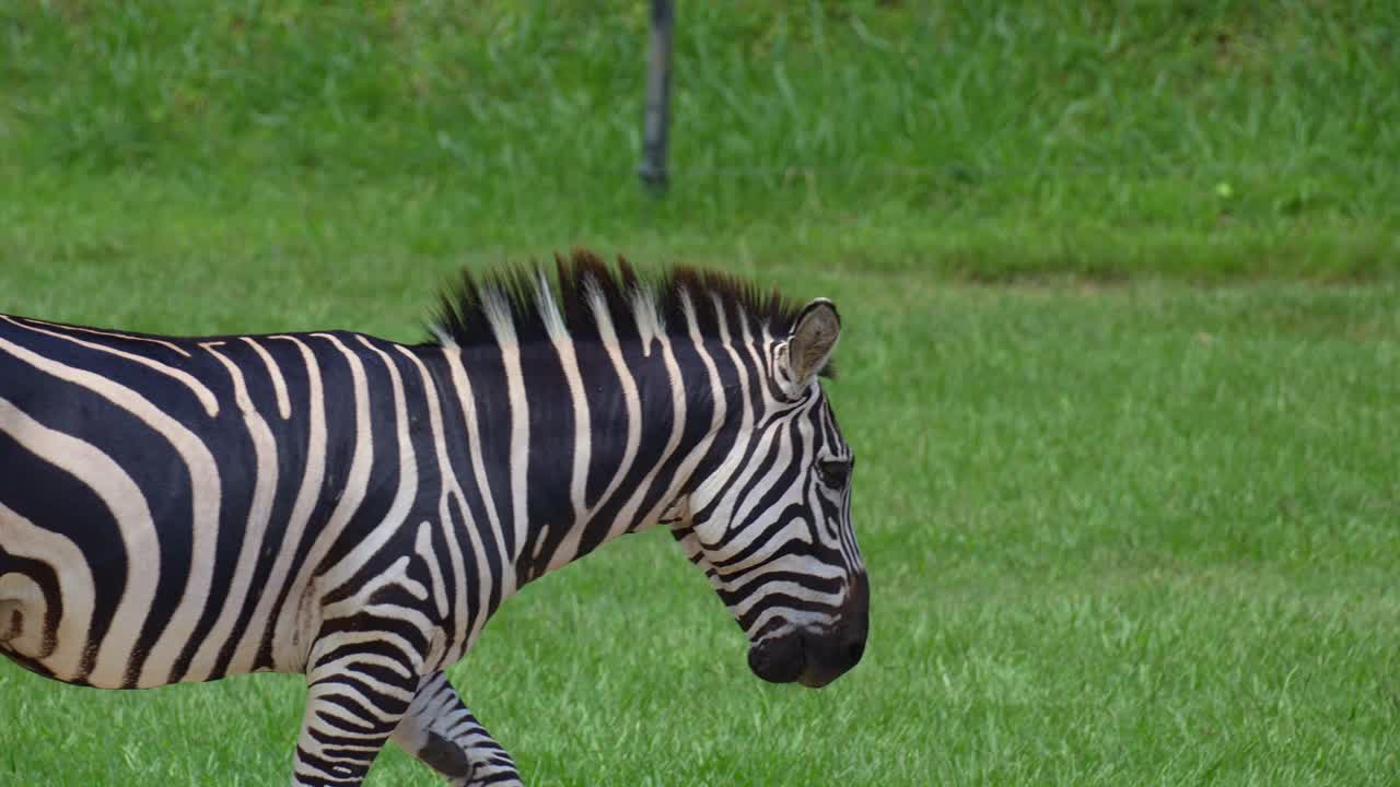 En zebra med markante sorte og hvide striber, der går hen over den grønne græsmark, nærbillede