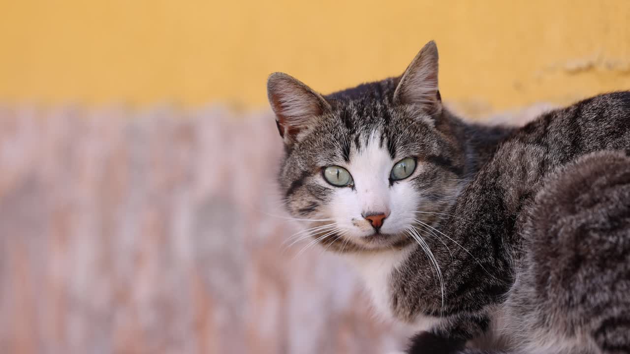 Adorabile gatto soriano che guarda la fotocamera