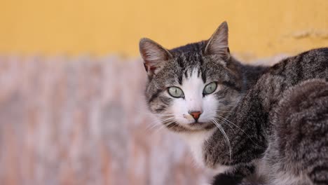 Adorable-Gato-Atigrado-Mira-La-Cámara