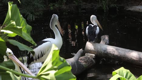 pelicans standing on logs above pond in tropical wildlife habitat