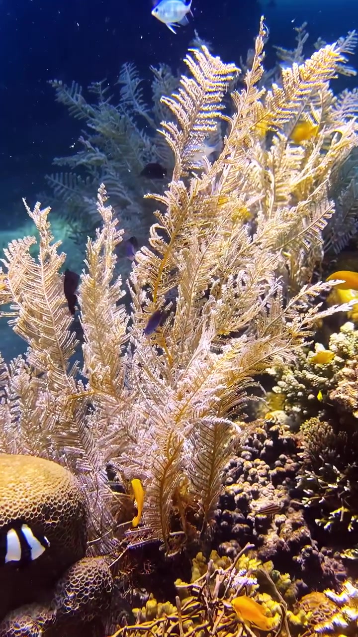 Pesci colorati nuotano tra intricate formazioni coralline in un vivace ecosistema di barriera. Ideale per la conservazione degli oceani e contenuti educativi.