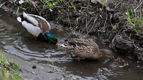 Stockentenpaar,-Das-Im-Wasser-Spaziert