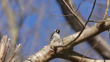 Un-Pájaro-Carpintero-Velloso-Acicalándose-Antes-De-Volar