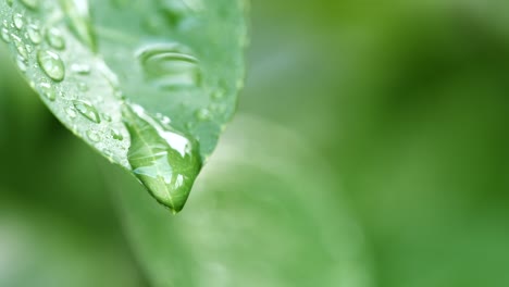 macro shot water droplet falling on fresh green leaf in nature background. concept of saving environment, clean planet, ecology, world earth day.