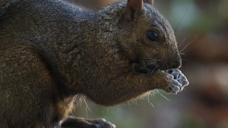 Vollformat-Nahaufnahme-Eines-Grauen-Eichhörnchens,-Das-Im-Wald-Bokeh-Hintergrund-Isst