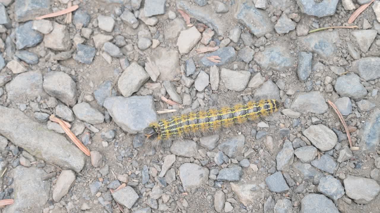 Yellow caterpillar crawling on gravel