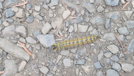 yellow caterpillar crawling on gravel