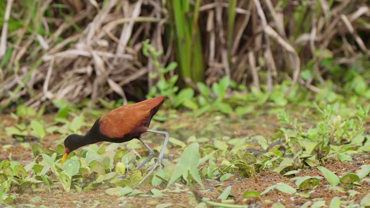 una hermosa jacana varada se pasea por la vegetación en busca de comida